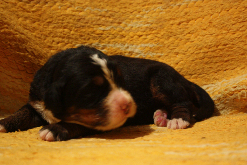 Gallery for j2-litter-bernese