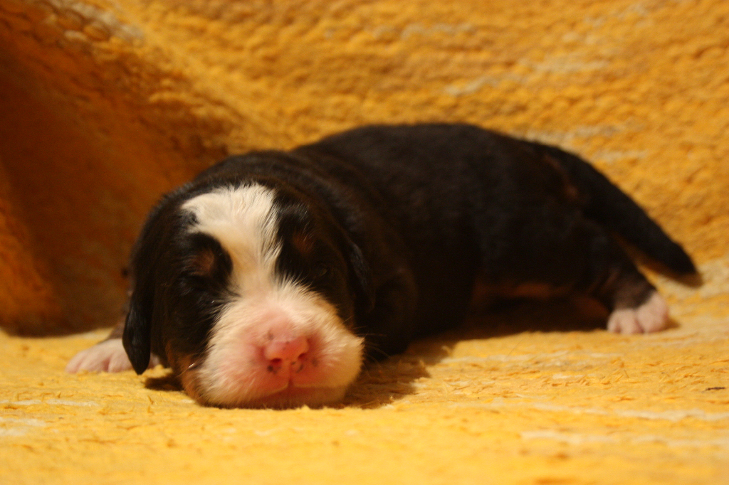 Gallery for j2-litter-bernese