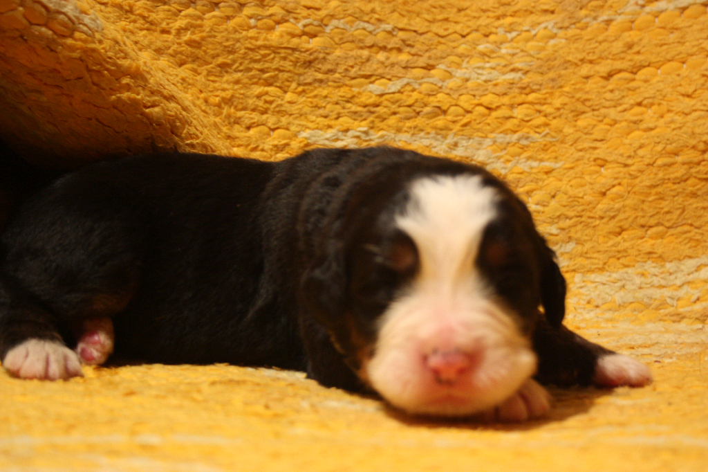 Gallery for j2-litter-bernese