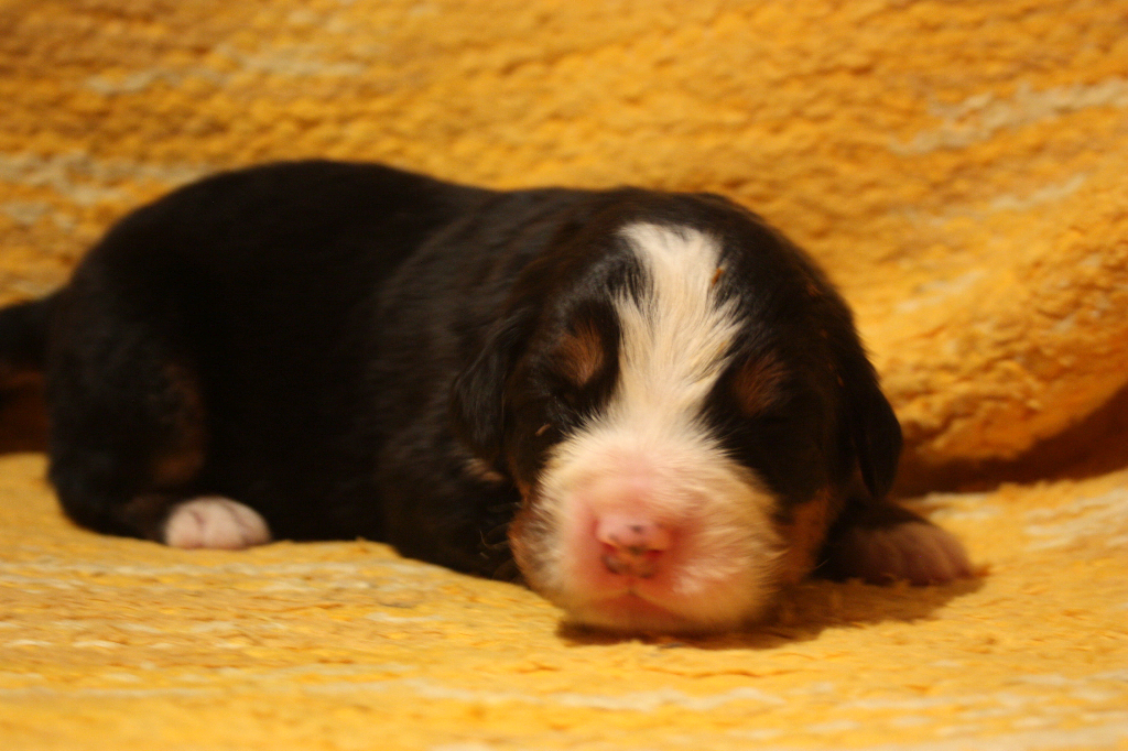 Gallery for j2-litter-bernese