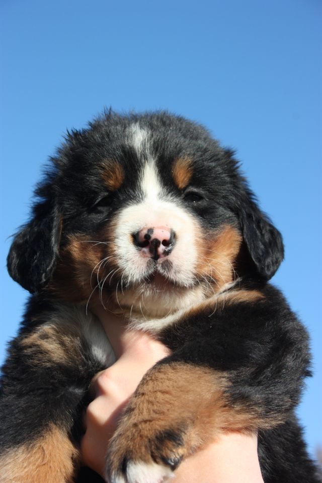 Gallery for o-litter-bernese