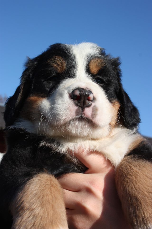 Gallery for o-litter-bernese