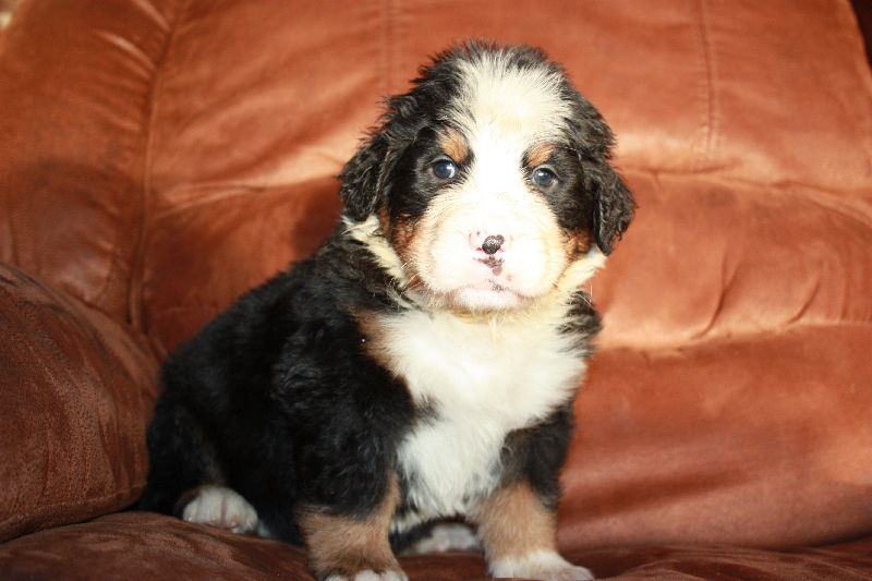 Gallery for a2-litter-bernese