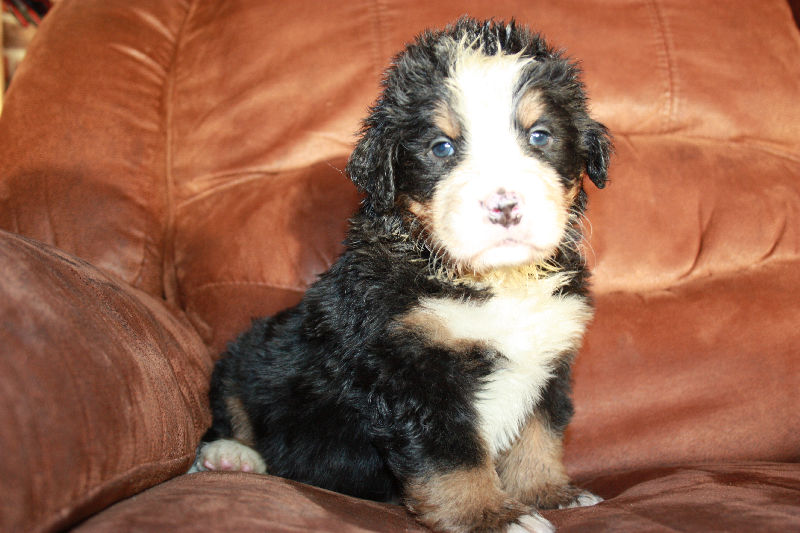Gallery for a2-litter-bernese