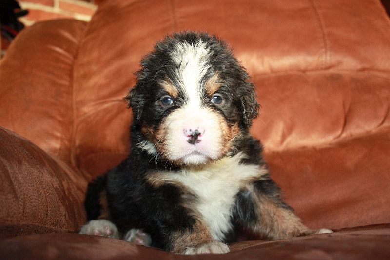 Gallery for a2-litter-bernese