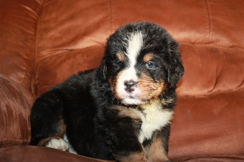 Gallery for a2-litter-bernese