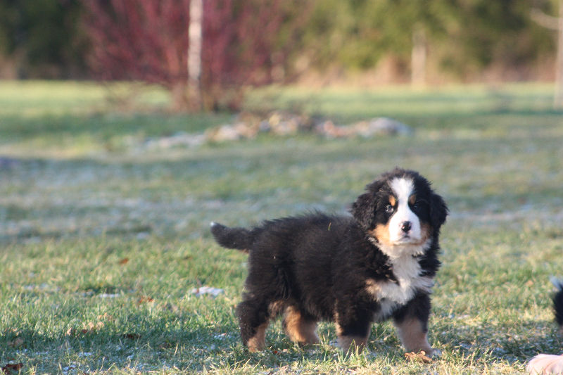 Gallery for a2-litter-bernese