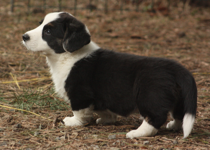 Gallery for r2-litter-cardigan