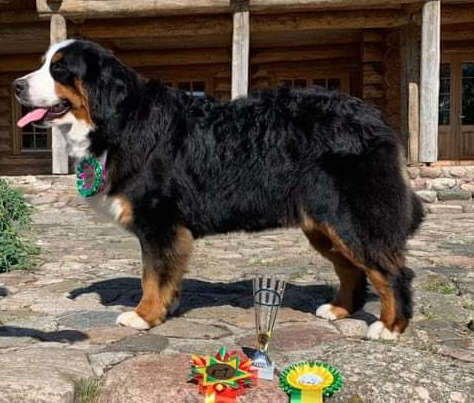 Gallery for g2-litter-bernese