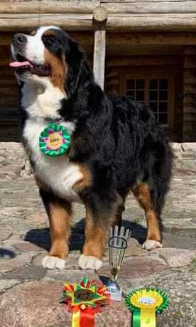Gallery for g2-litter-bernese