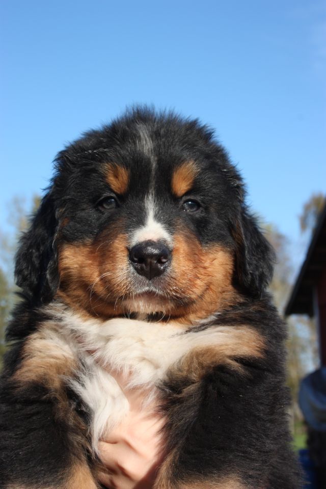 Gallery for n-litter-bernese