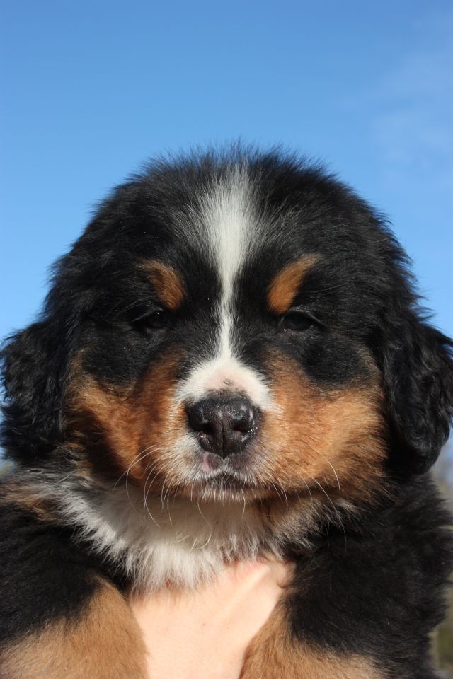 Gallery for n-litter-bernese