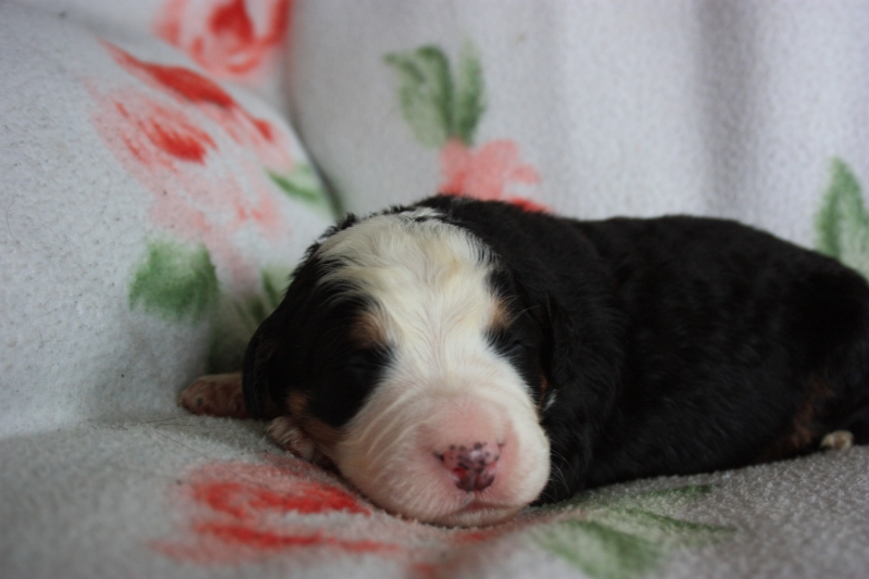 Gallery for v-litter-bernese