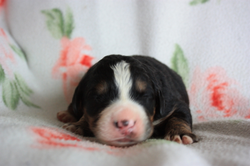 Gallery for v-litter-bernese