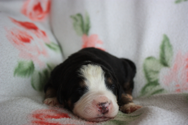Gallery for v-litter-bernese
