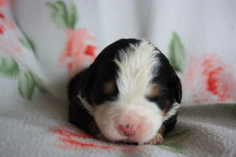Gallery for v-litter-bernese