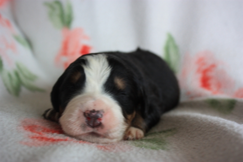 Gallery for v-litter-bernese