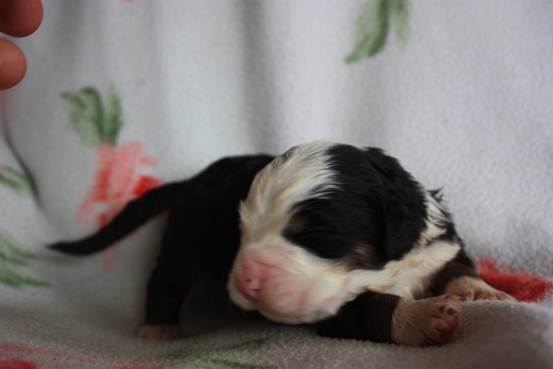 Gallery for v-litter-bernese