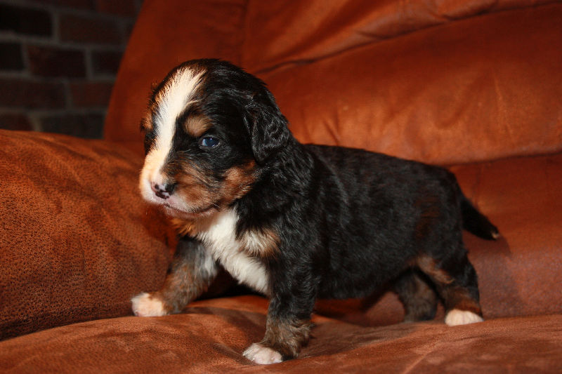 Gallery for a2-litter-bernese