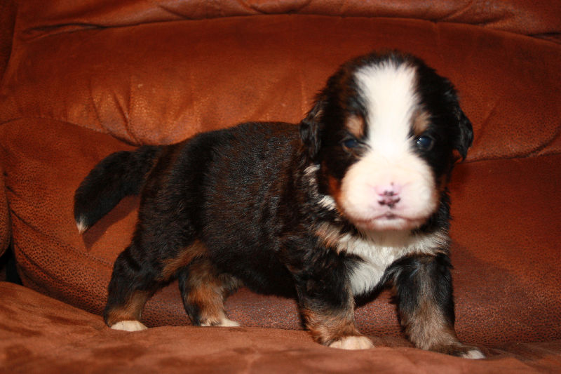 Gallery for a2-litter-bernese