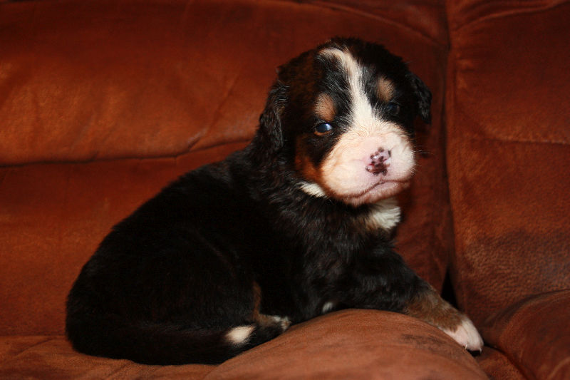 Gallery for a2-litter-bernese