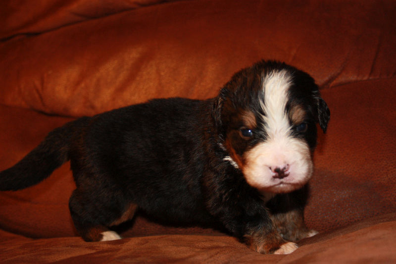 Gallery for a2-litter-bernese