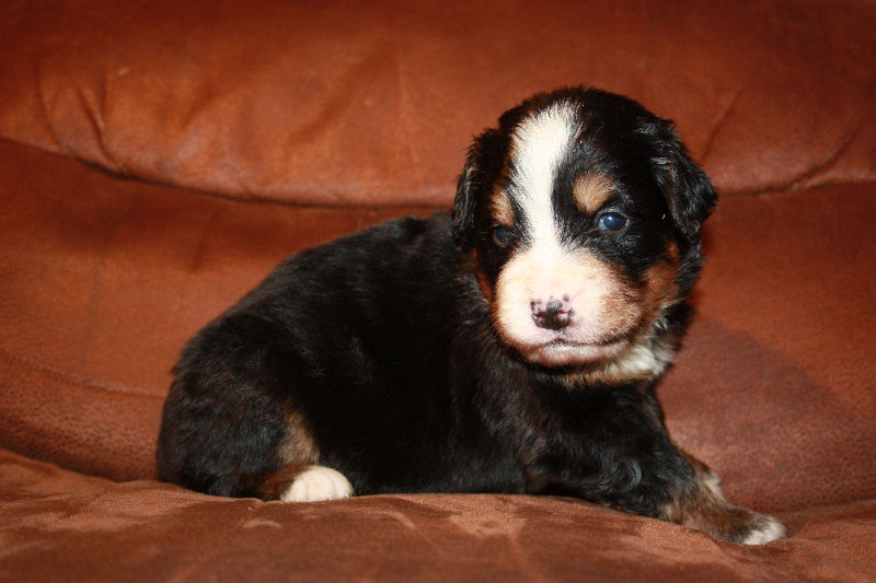 Gallery for a2-litter-bernese