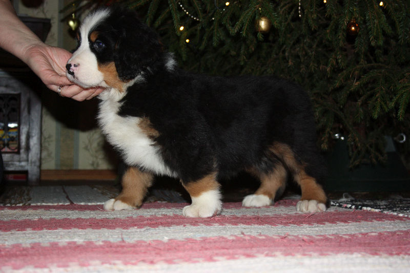 Gallery for a2-litter-bernese