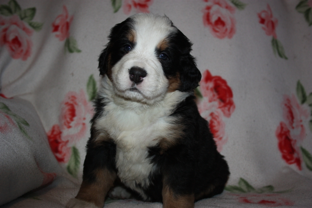 Gallery for v-litter-bernese