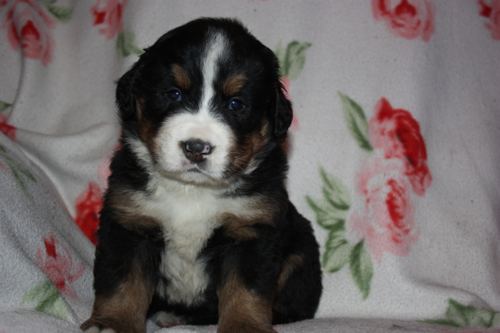 Gallery for v-litter-bernese