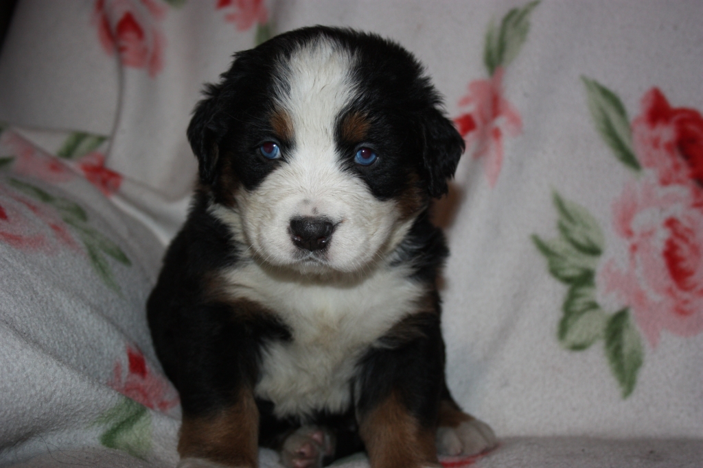 Gallery for v-litter-bernese