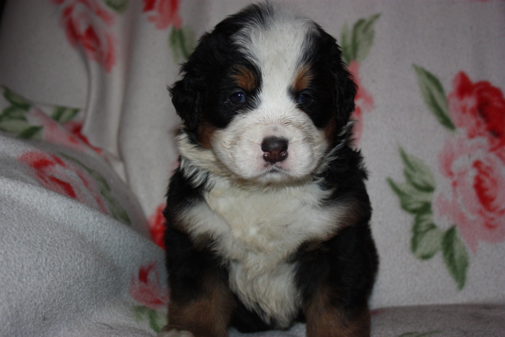 Gallery for v-litter-bernese