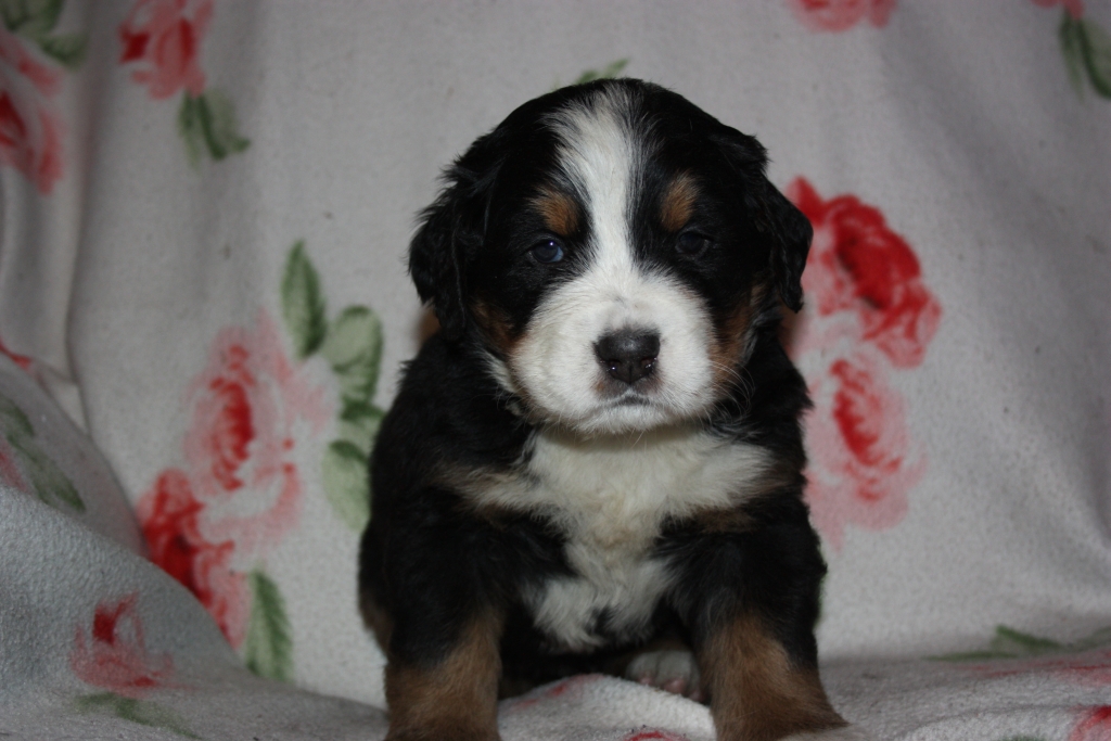 Gallery for v-litter-bernese