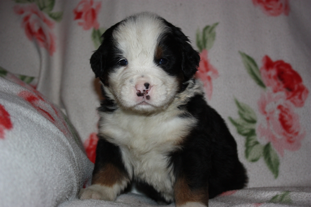 Gallery for v-litter-bernese