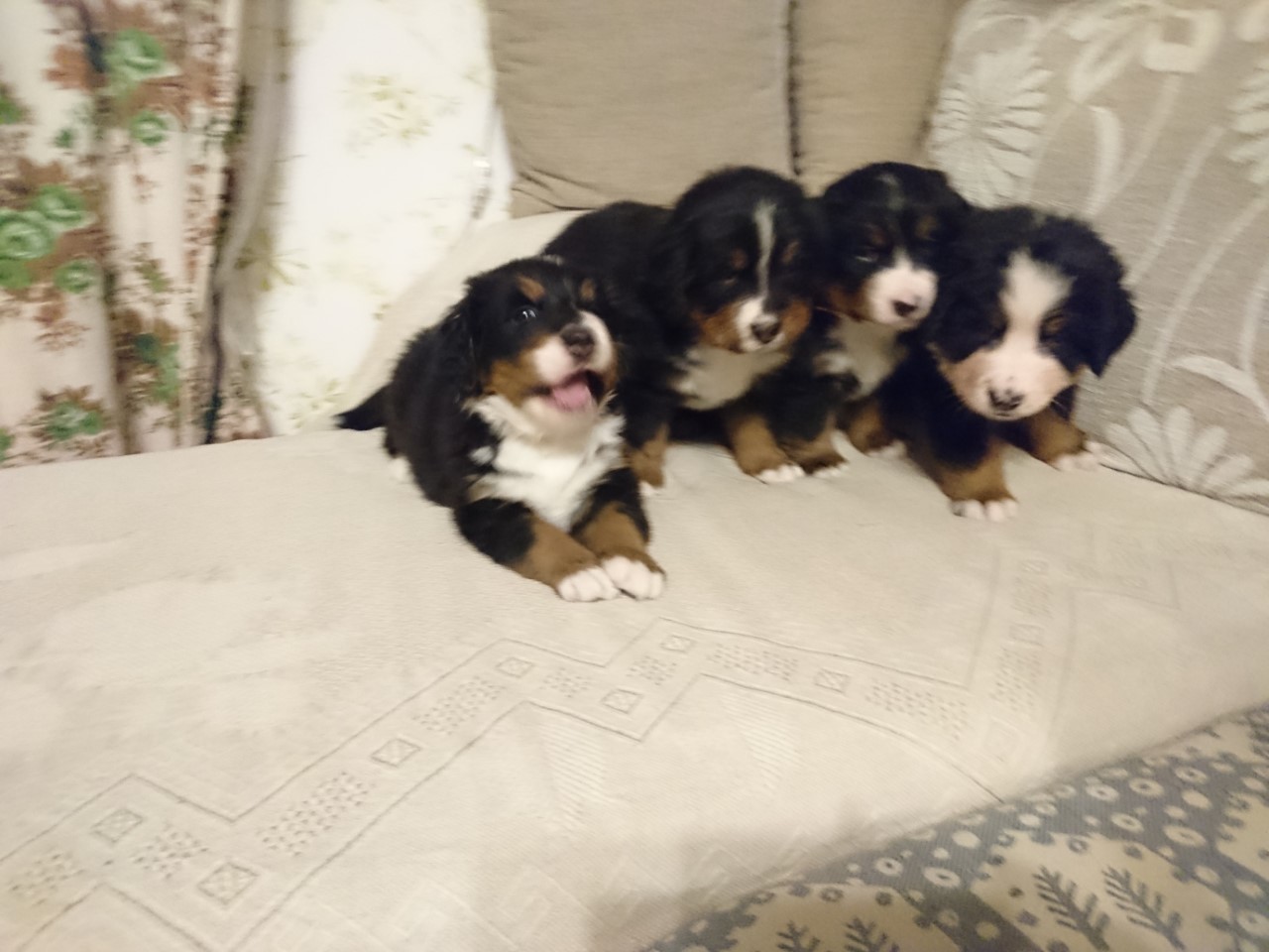 Gallery for f2-litter-bernese