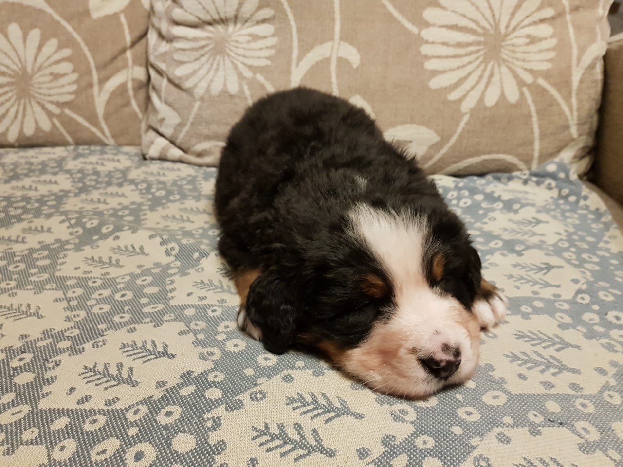 Gallery for f2-litter-bernese