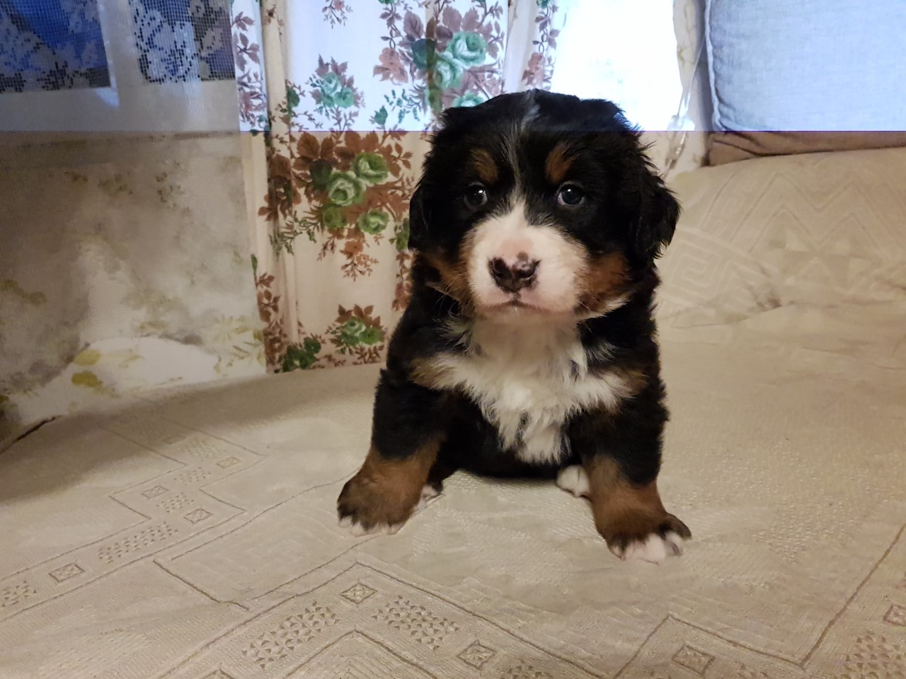 Gallery for f2-litter-bernese