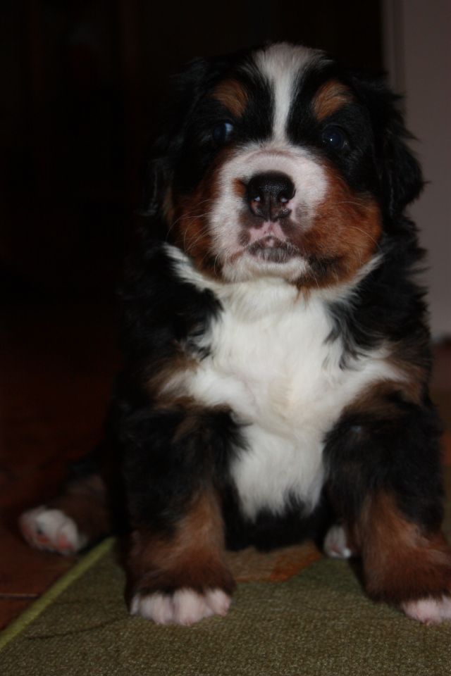 Gallery for p-litter-bernese