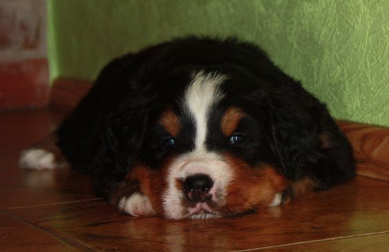 Gallery for p-litter-bernese