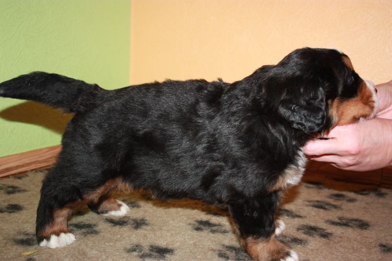 Gallery for p-litter-bernese