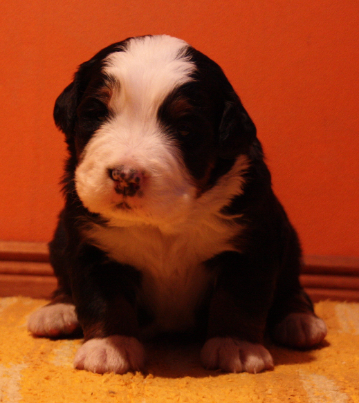 Gallery for n2-litter-bernese