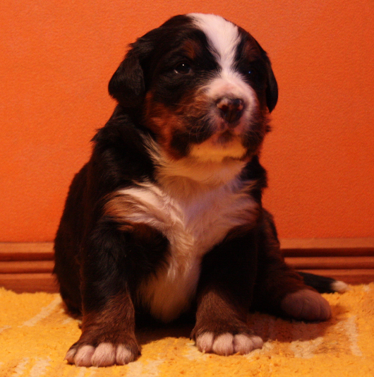 Gallery for n2-litter-bernese