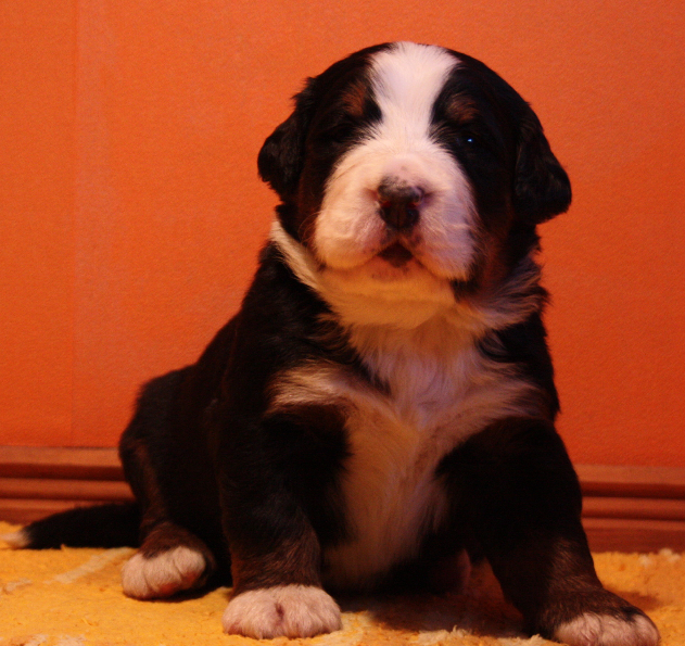 Gallery for n2-litter-bernese