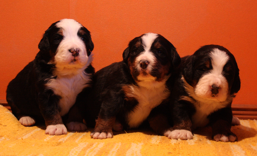 Gallery for n2-litter-bernese