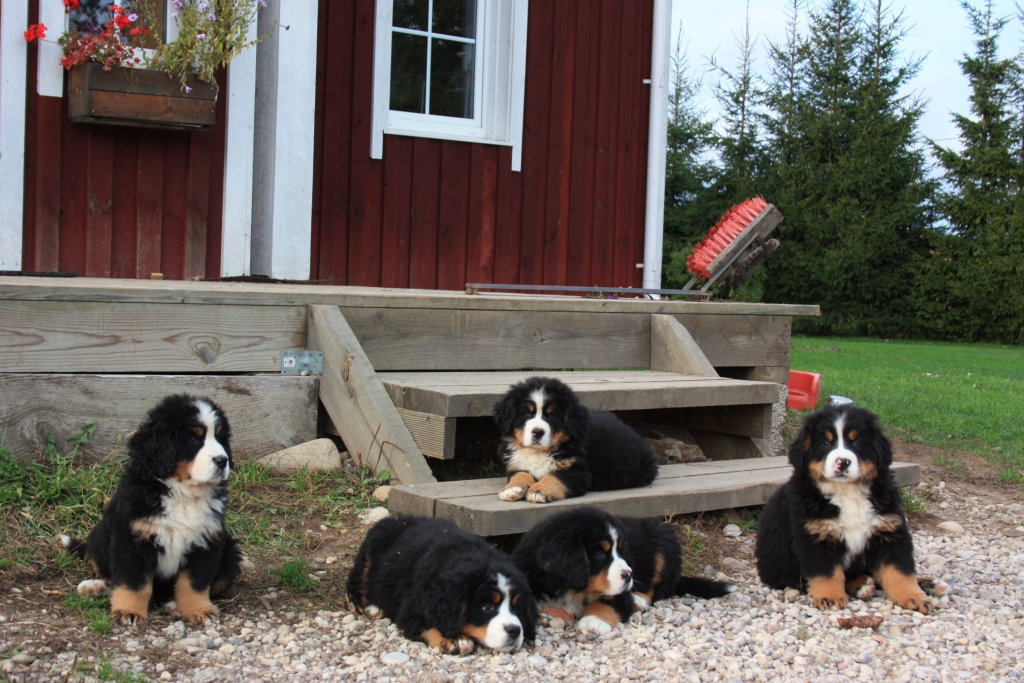 Gallery for u-litter-bernese