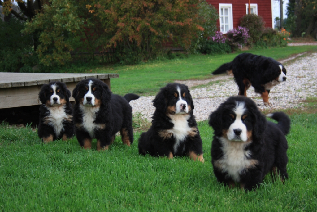 Gallery for u-litter-bernese