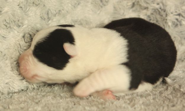Gallery for t2-litter-cardigan