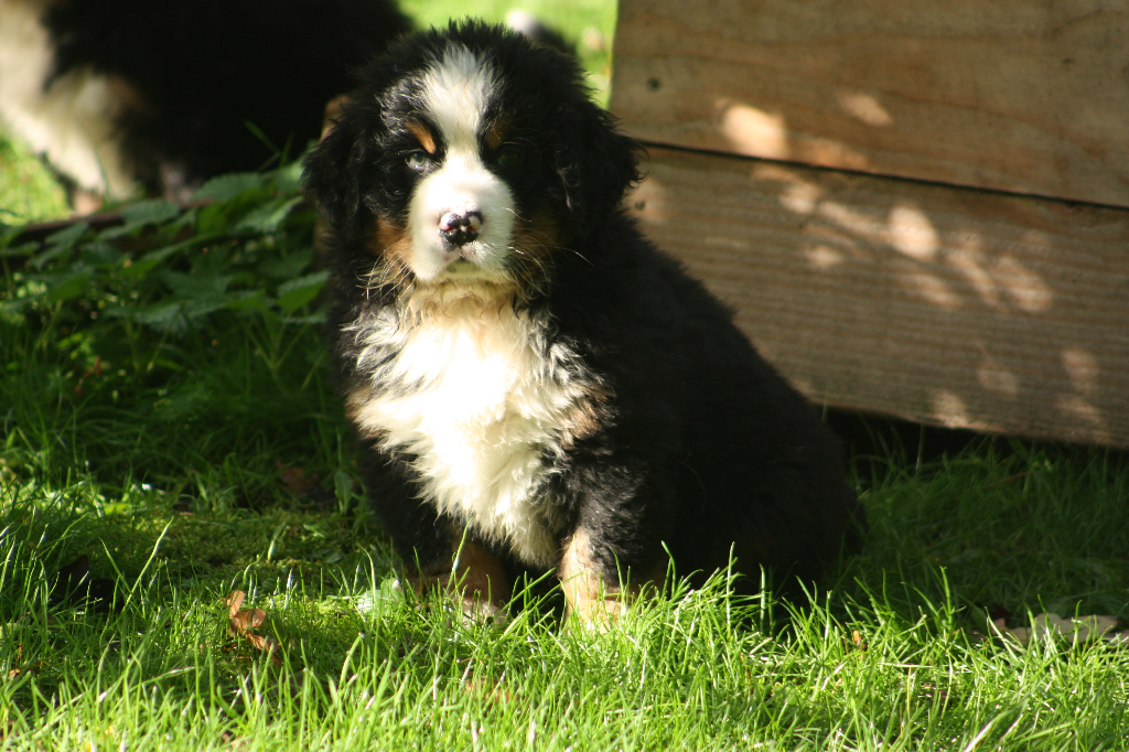 Gallery for l2-litter-bernese