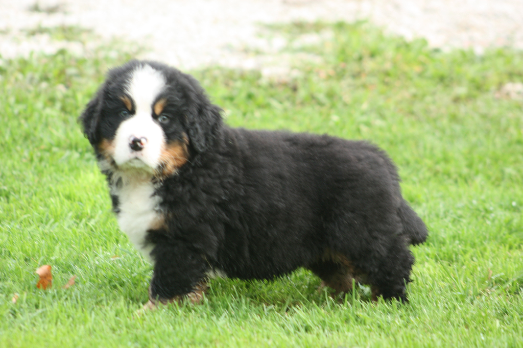 Gallery for l2-litter-bernese
