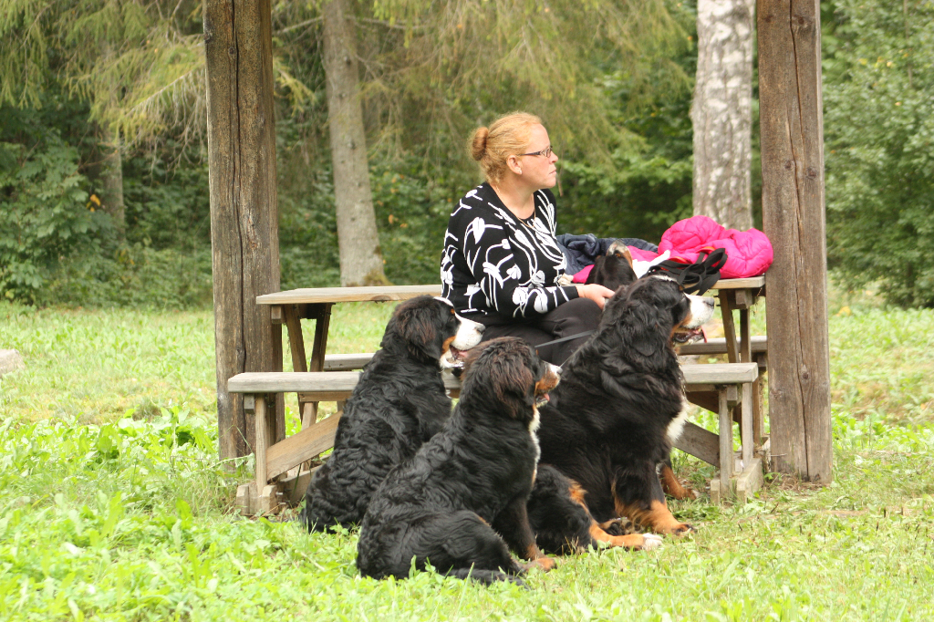 Gallery for f2-litter-bernese